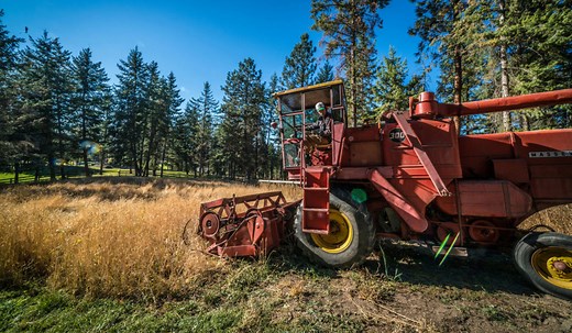 Vintage Vibes: The Massey Ferguson 300 Combine - AGCO FarmLife