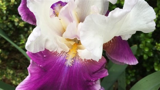 Add eye-catching bearded iris to your garden this spring