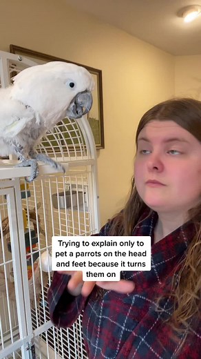 Proper Way to Pet Your Bird | Bird Care Tips