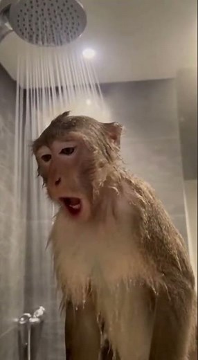 Monkey’s Opera Performance Interrupted by Nature😂 |‌ Just chill & laugh with me 😜