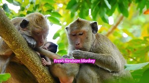 Time to clean their baby &Fresh newborn monkey, Fresh Newborn Monkey 208 | Fresh Newborn Monkey | Facebook