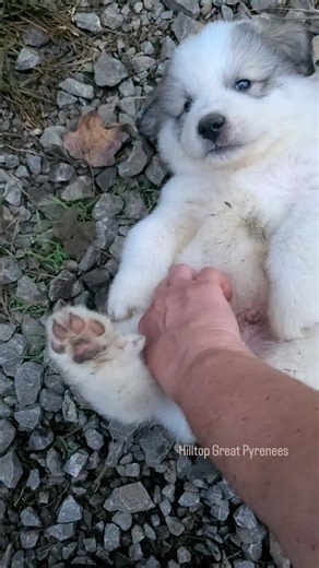 I guess I'll call him Roly. Great Pyrenees, great Pyrenees puppies, livestock guardian, livestock Guardian dogs, puppy training, dog training, adorable puppies, working dog, livestock guardian breed, LGD, homestead education, Tennessee farm, dog breeder, big white dog, giant dogs, belly rubs, Roly poly . . . . . #hilltopgreatpyrenees #greatpyrenees #livestockguardiandog #greatpyreneesofig #greatpyreneesofthehour #greatpyreneeslife #adorablepuppies #puppytraining #greatpyreneespuppies #greatpyren