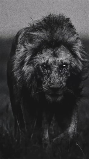 Legend Never Dies | Olobor 🦁🔥