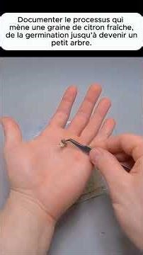 Comment une graine de citron devient un petit arbre 🌱🍋 (Évolution complète)