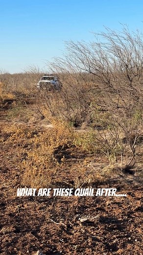 Can you recognize a food plant for quail at this location? #plantoftheweek #whatdoquaileat #seeds #nativeplants #rollingplains #bobwhitequail #quailhunting #buffalobur | Rolling Plains Quail Research Foundation