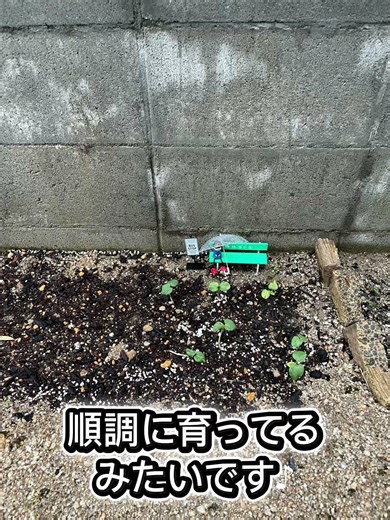 #ジオラマ #ジブリ 風#畑を作る #家庭菜園 #雨#セリア