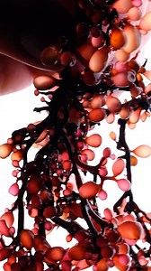 197 reactions · 30 shares | Have you ever tried Sea Grapes? Indulge...