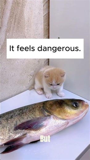 Kitten vs Fish: Hilarious Fish Slap!#KittenChallenge#FunnyKitten
