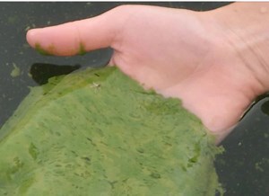 Lagoon Lemna: Pros And Cons Of Duckweed In A Wastewater Pond