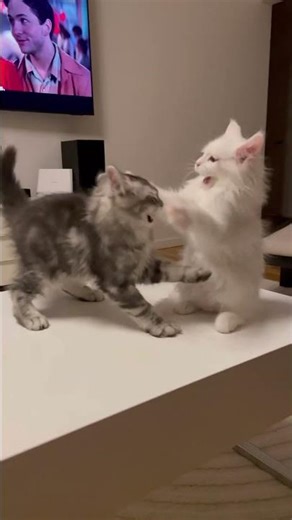 Cute cats - cute fights 😅 #funnycats, #funnykittens, #mainecoon, #mainecoonkittens