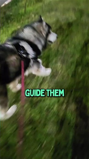 Timeline for Dog Behavior Change #dogtrainingadvice