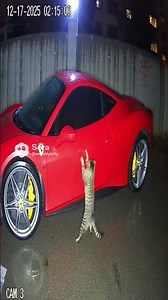 Bad Cat has scratched my new sports car so badly 😡#ferrari #sportscar #cat #funny