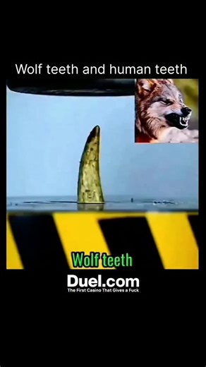 explaining on Instagram: "Wolf teeth are far stronger than human teeth 🐺💪. A wolf’s bite force reaches around 400–500 psi, built for crushing bone and tearing flesh. In contrast, human teeth have about 150–200 psi bite force, designed mainly for chewing and grinding food. Wolves’ long canines make them perfect predators! 😬🔥 . Follow @explain.era for more such reels 🙌🔥 . . #explore #education #science #technology #inspire #universe #explorepage #ideas #learning #facts #explain #history #did