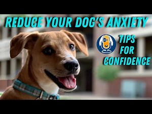 Reduce Anxiety and Grow Your Dogs Confidence with these Pro Dog Training Tips #79