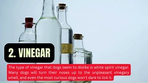 These are the 8 smells that dogs absolutely hate