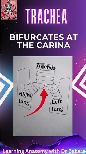 Bifurcation of Trachea #anatomy101 #anatomy #biologyscience #science #quiz