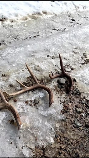 “It’s too easy” | 2026 PA Public Land Shed Hunting | #shedhunting #hunting #deer #whitetail #shed