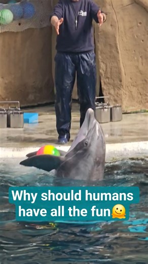 Dolphin show #youtubeshorts #animalshorts #dolphin #zoo #dolphins #delphi