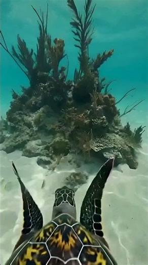 Sea Turtle POV Camera | Swimming Through the Ocean With My Gopro
