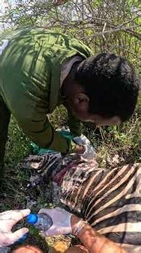 Flying to the Rescue of a Snared Zebra | Sheldrick Wildlife Trust