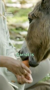 Introducing Carrot the Three-Legged Donkey! | Wizard of Paws | BYUtv