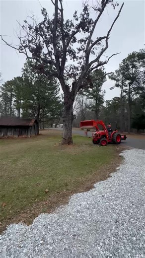 Removing an Old Dead White Oak Tree Safely
