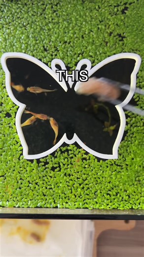 88K views · 230 reactions | crushing the mystery snail clutch  #fishtok #snail | Kaeli Maee 77 | Facebook