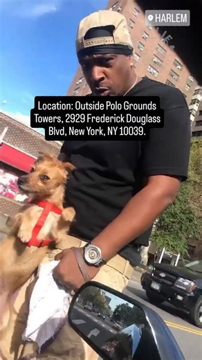 Hallie on Instagram: "PLEASE SEND THE ONE-CLICK EMAIL IN MY LINKTREE TO THE NYPD TITLED "HARLEM DOG ABUSE"❗ If anyone see's/knows this POS call: NYPD 32nd Precinct: +1 212 690 6311 NYPD PSA 6: +1 212 694 7700 Location: Outside Polo Grounds Towers, 2929 Frederick Douglass Blvd, New York, NY 10039, USA. #dogsofinstagram #NewYork #Harlem"