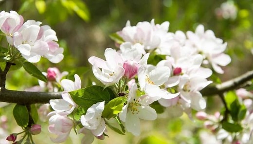 Self-Pollinating Apple Trees: 20 Self-Fertile Varieties