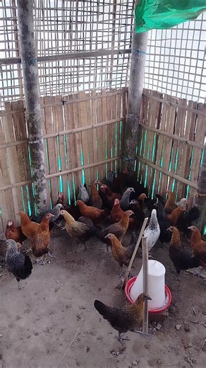 Building the Perfect Chicken Coop