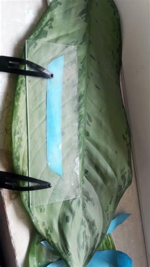 namaste today done Botany practicals REDSON JR COLLEGE MEDCHAL Bi p c 2nd year students tq all