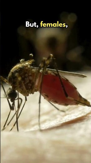 Why Only Female Mosquitoes Bite (yes not the males) #shorts