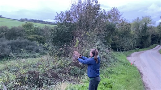 And away! Video showing the recent release of a Tawny Owl back into the wild. This owl (named Buddy) was found on the side of the A38 with bad concussion after likely being hit by a vehicle. After two weeks of rehabilitation, he was exhibiting normal behaviours and successfully passed his flight test, which meant we could release him back into the wild 🤩 Always a joy to see them fly off strongly and we are all hoping he stays away from the roads! 😍 https://www.barnowltrust.org.uk/about-the-bar