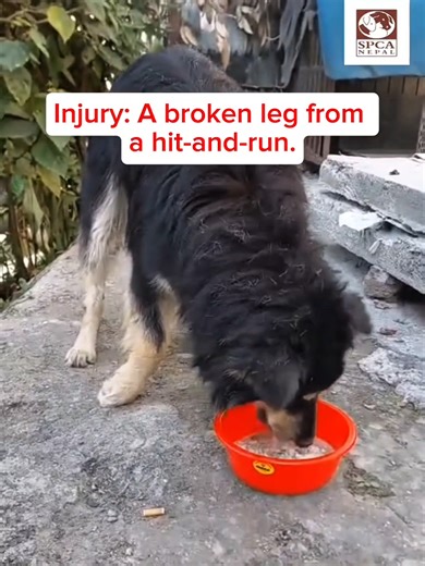 Injury: A broken leg from a hit-and-run 💔 Recovery: Healing with love and care at the SPCA shelter 🐾 Today: Living a joyful life in a compassionate community ❤️ 💝 Donate now 📱 Esewa: 9748261809 🏦 NMB Bank: 0760037913500018 (SPCA Nepal) 💳 Cards/GPay/ApplePay: zeffy.com/en-US/donation-form/spca-nepal 🌍 Paypal: paypal.com/us/fundraiser/charity/5301004 #SPCANepal #RescueToRecovery #SecondChance