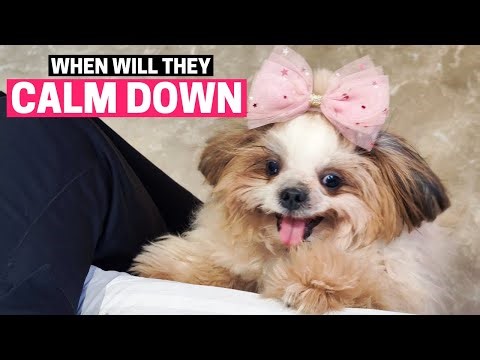 At what Age Do Shih Tzus Calm Down?