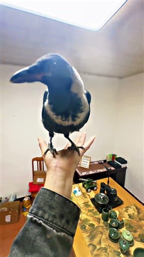 a well trained crow 🐦‍⬛#shrike #birds #crow