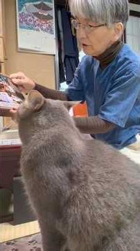 2026.9.12(土)《一日の記録》朝から散歩して.. ヤモリを捕まえ帰って来て.. 逃して仕舞い中々家の中に入らない猫…【さっちゃんとおばあちゃんの散歩・1354日目】… #かぜのねこ #cat