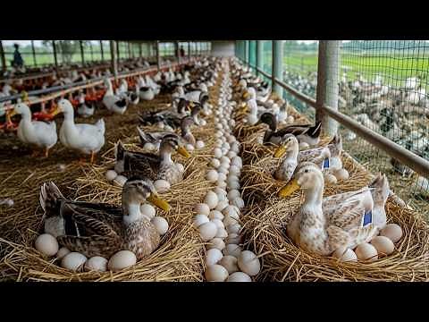 Free Range Farm Life | Duck Farming, Eggs, Meat & Full Farm Process