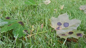 Maple leaves are turning brown and falling early in the Southern Tier
