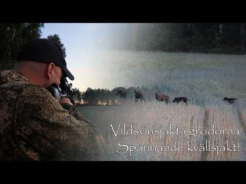 Vildsvinsjakt i grödorna – Spännande kvällsjakt!