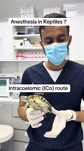 Anesthesia in reptiles