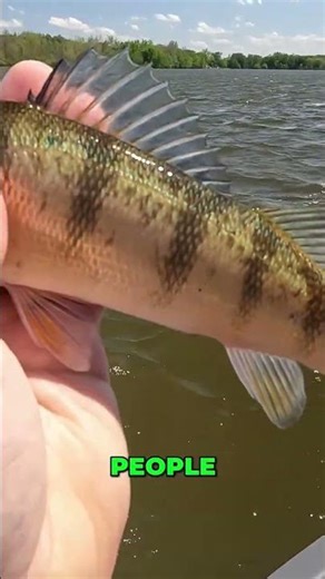 Double Perch Catch! Fisherman's Epic Lake Adventure! #shorts