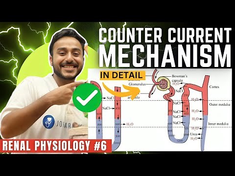 counter current mechanism in kidney physiology | concentration of urine renal physiology