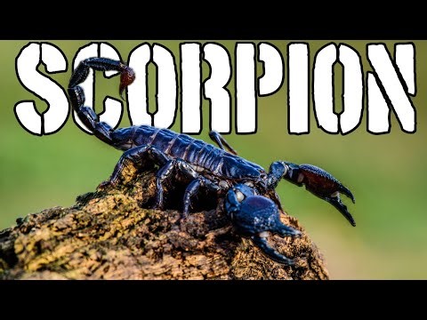 Scorpion Full Documentary | Deadliest Predator in the Desert | Amazing Scorpion Facts