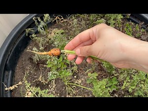 Harvesting Baby Carrots Early After a Heat Wave