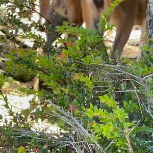 8.9K views · 421 reactions | Awesome! | Ron Carpenter Jr | Facebook