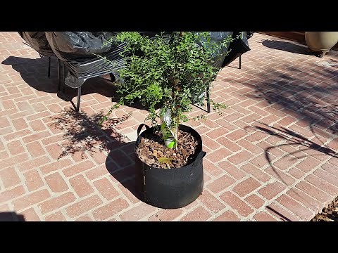 Finger lime growing in a container and in bloom