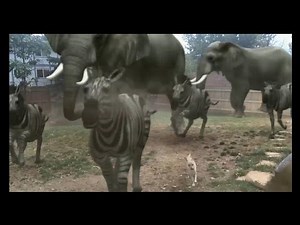 FxGuru - Jumanji/Puppy Stampede