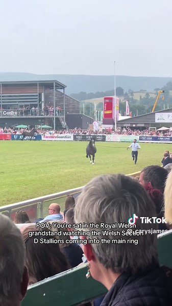 Welsh Stallions Showcase at Royal Welsh 2025