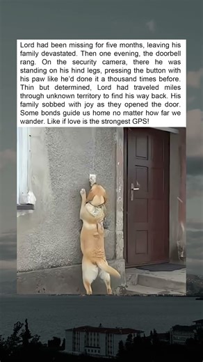 Lord’s Five-Month Journey Back Home: Love Knows No Distance